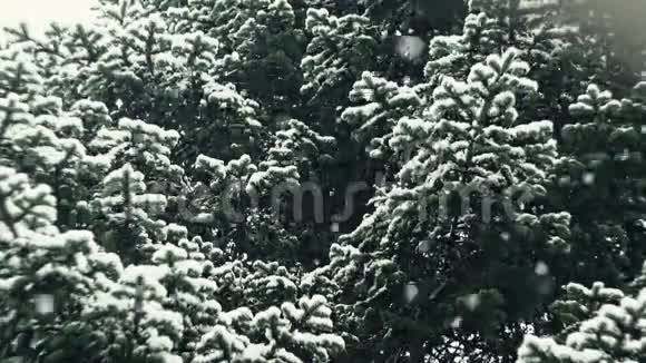 降雪在大自然中07级视频的预览图