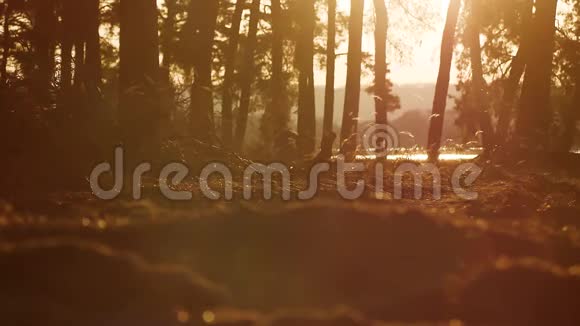 树林松林剪影景观树在日落前被金色阳光反射阳光透过视频的预览图