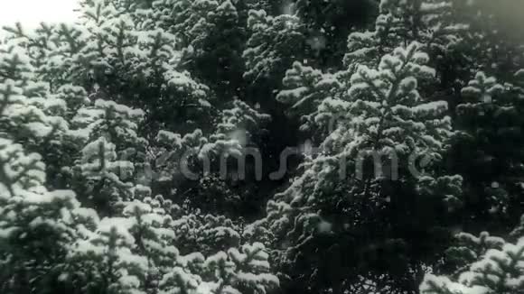 降雪于大自然08级视频的预览图