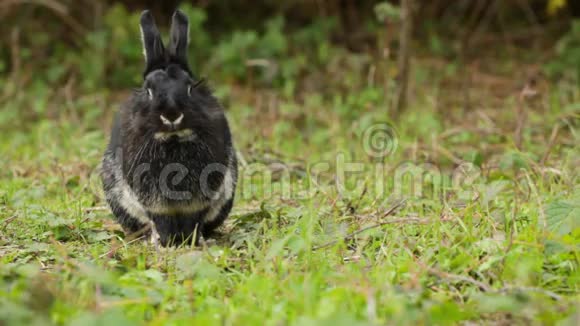可爱的黑兔肖像视频的预览图