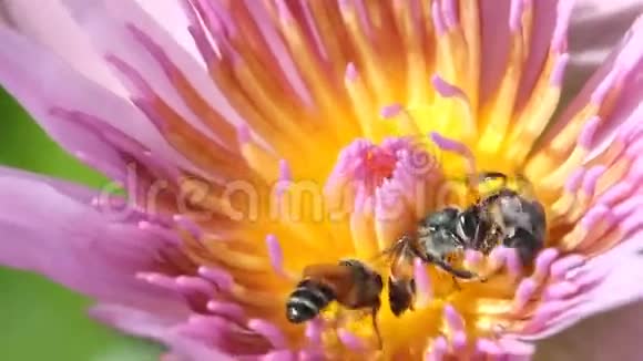蜜蜂和睡莲视频的预览图