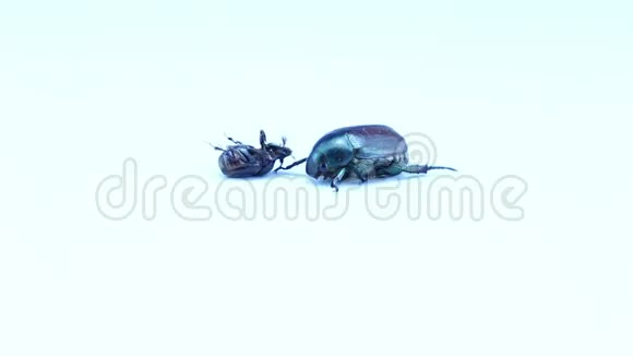 甲壳虫躺在它的背部背景上视频的预览图