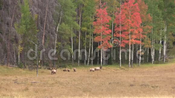 秋天风景中的麋鹿视频的预览图
