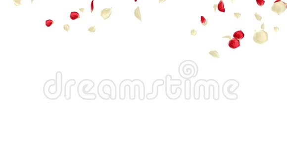 在白色背景上分离出许多美丽的红色和主要的白色玫瑰花瓣视频的预览图