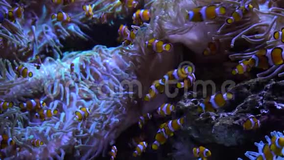游泳的热带鱼视频的预览图