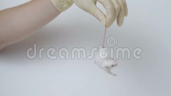 医学研究科学家持有实验室老鼠视频的预览图