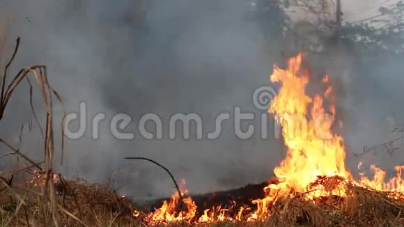 干草上的火和烟视频的预览图