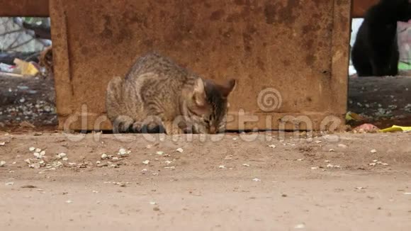 无家可归的猫在地上吃东西视频的预览图