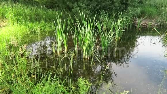 青蛙颤抖着在一个天然的小池塘上清澈的水绿色的芦苇水扁豆有机地保持着一切的清洁鸟儿有罪视频的预览图