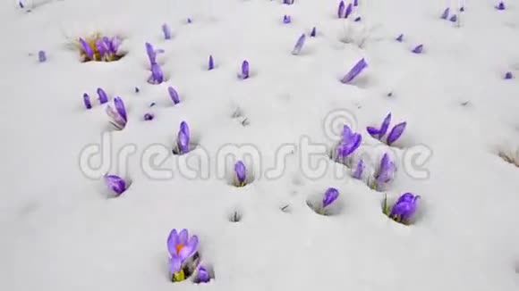 雪上的红花视频的预览图