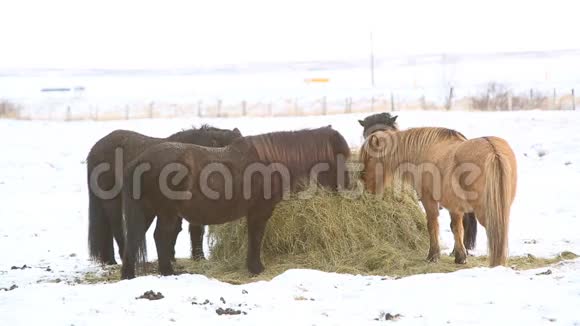 冰岛马在冬天吃干草视频的预览图