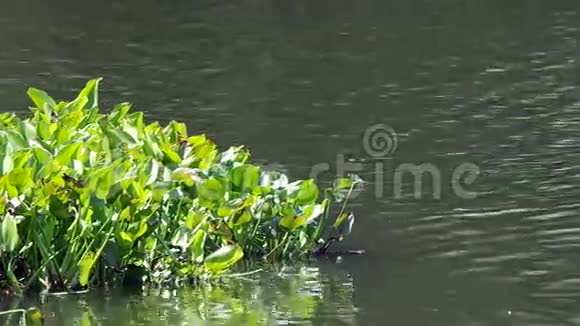 水葫芦群漂浮在水库中视频的预览图