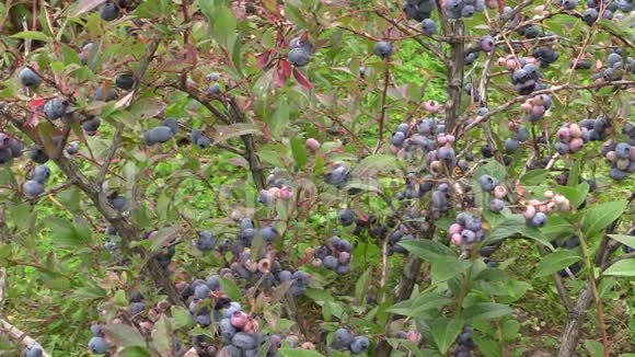 蓝莓浆果灌木生长在花园种植园健康食品视频的预览图