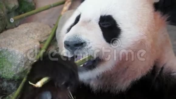特写大熊猫吃竹子视频的预览图