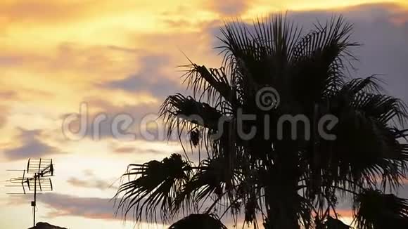 日落时剪影棕榈树视频的预览图