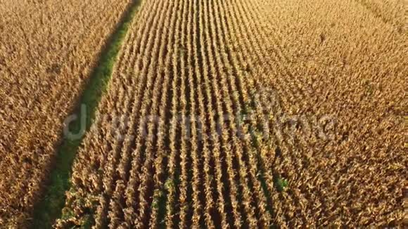 在玉米地上空飞行巴西视频的预览图