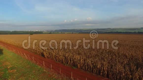 在玉米地上空飞行巴西视频的预览图