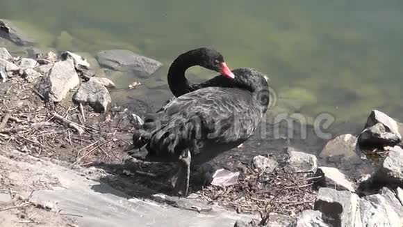 黑天鹅在池塘附近睡觉视频的预览图