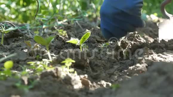 黄瓜在地上发芽女人在旁边的地上除草视频的预览图