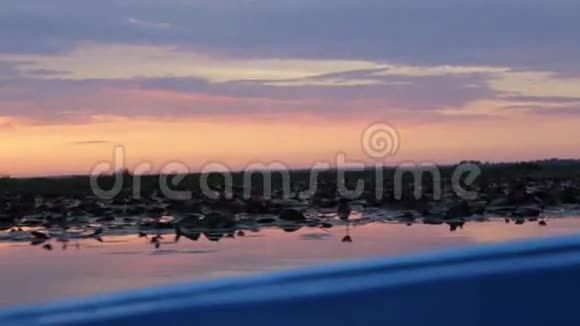 早上在粉红莲湖划船视频的预览图