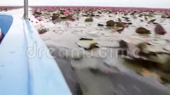 粉红莲湖游船之旅视频的预览图