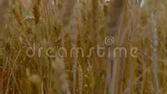 麦田金黄的麦穗近了美丽的自然日落景观阳光下的乡村风光视频的预览图