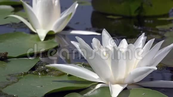 美丽的白色睡莲和热带气候白色睡莲视频的预览图