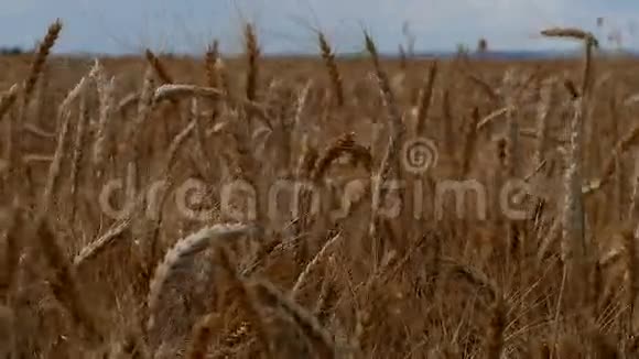 麦田金黄的麦穗近了美丽的自然日落景观阳光下的乡村风光视频的预览图