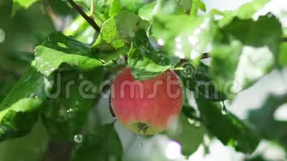 果树多汁的红苹果树枝上有雨滴视频的预览图