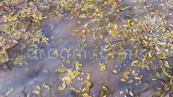 秋天的秋叶漂浮在水坑里视频的预览图