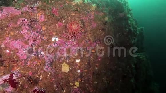 巴伦支海海底的粉红海葵视频的预览图
