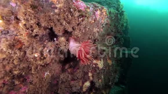 巴伦支海海底的粉红海葵视频的预览图