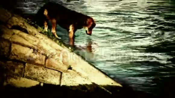 抓水中的狗倒车镜头视频的预览图