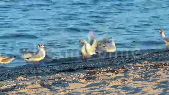 在海滩上寻找食物的海鸥视频的预览图