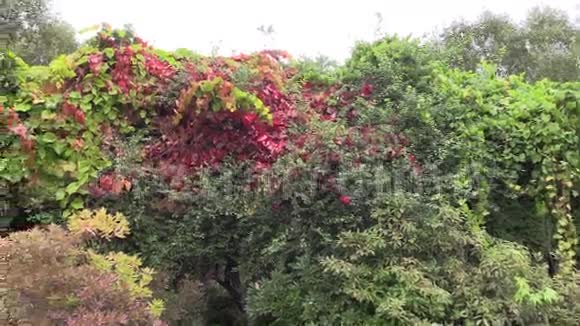 植物园里生长着五颜六色的爬树植物叶子视频的预览图