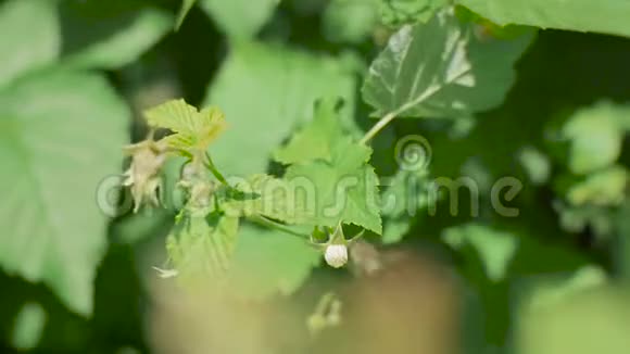 在阳光明媚的春天蜜蜂在树莓花上采蜜视频的预览图