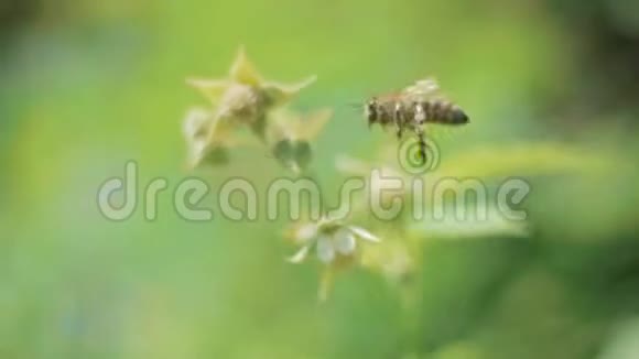在阳光明媚的春天蜜蜂在树莓花上采蜜视频的预览图