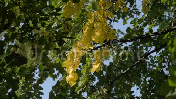有黄色叶子的树视频的预览图