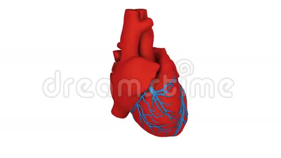 心脏模型视频的预览图