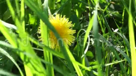 草地上的黄色蒲公英风的背景视频的预览图