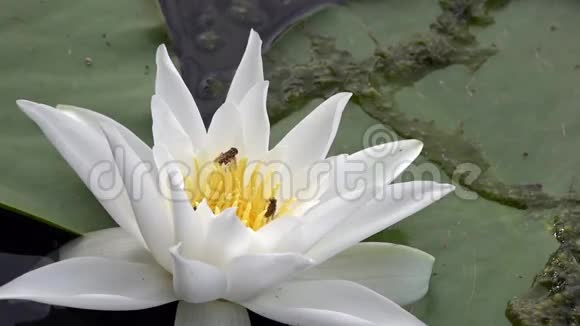 美丽的白色睡莲和热带气候白色睡莲视频的预览图