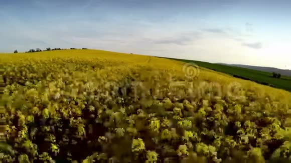 在油菜地上面飞行的无人机视频的预览图
