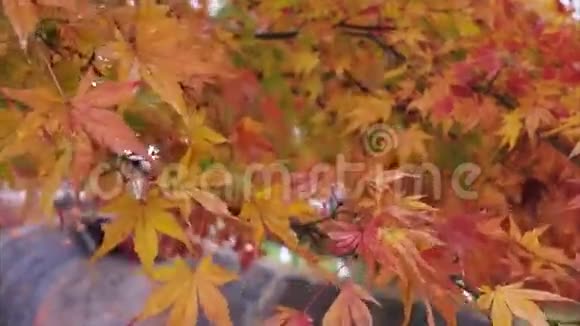 秋季莫米吉枫地道视频的预览图