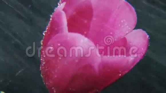 紫郁金香在大雨中旋转视频的预览图