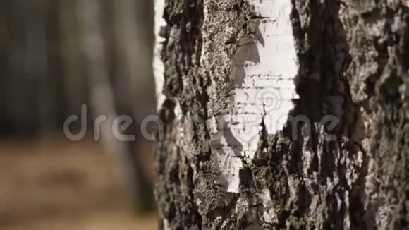 清晨阳光下的白桦林秋天的桦树林视频的预览图