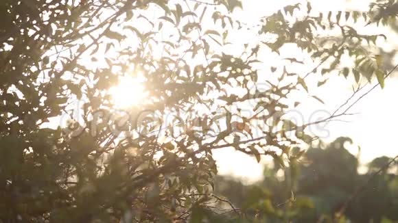 日出时阳光透过树叶灿烂地照耀着视频的预览图