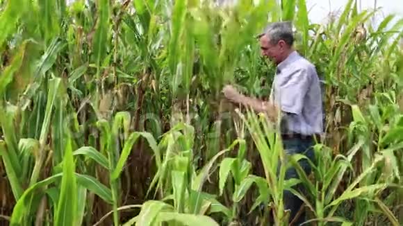 玉米地里的农业工人视频的预览图