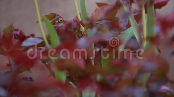 三朵绿色背景的红色郁金香视频的预览图