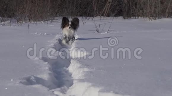 狗狗勇敢地穿过冬天公园里的雪地股票录像视频的预览图
