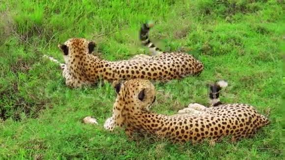 猎豹在草地上休息视频的预览图